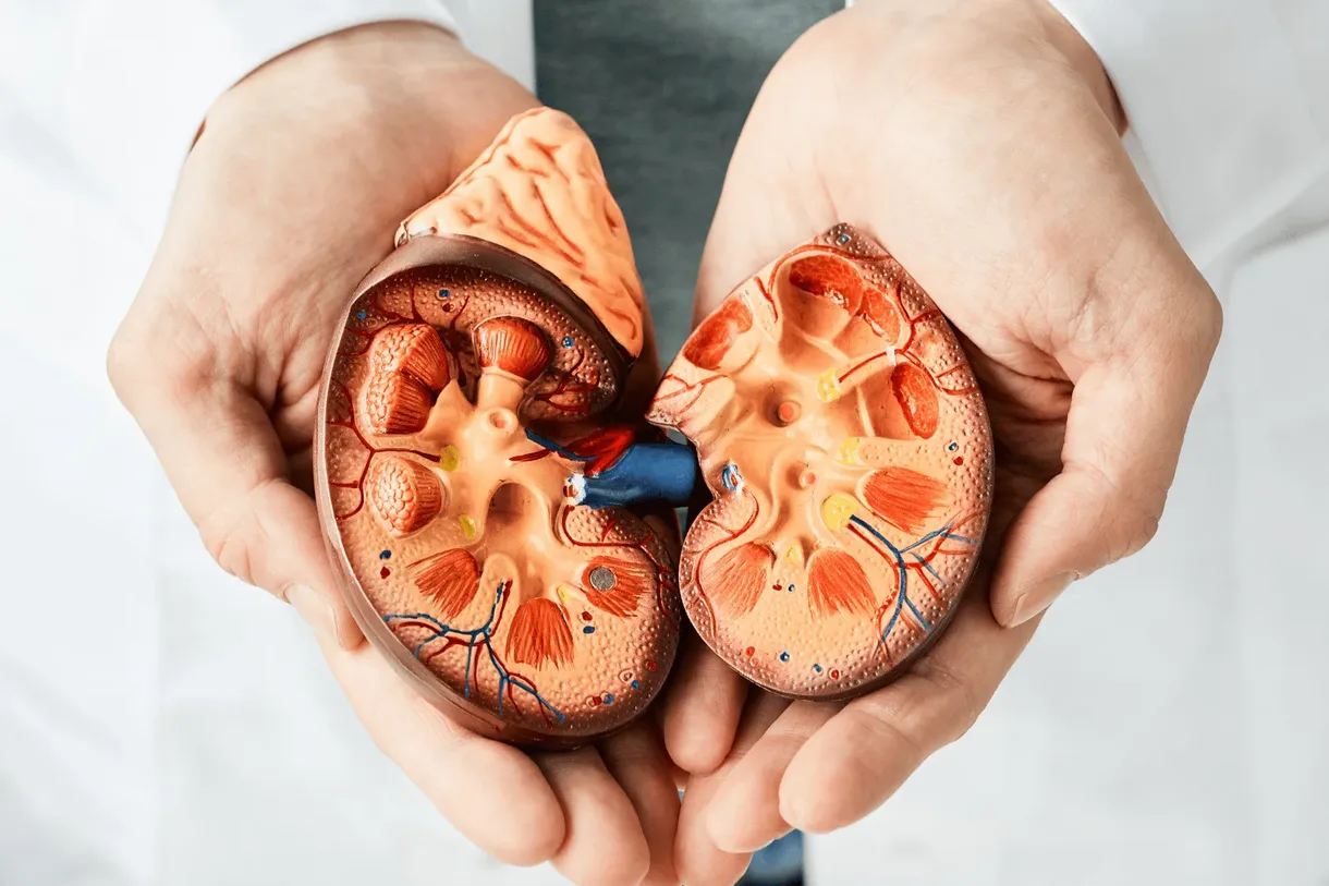 Kidney function analysis at home in Dubai